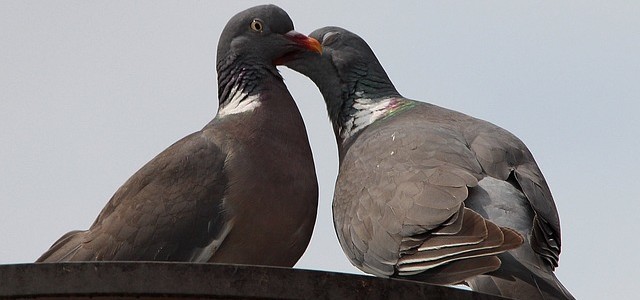 pigeons-413073_640