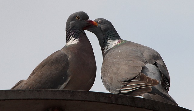 pigeons-413073_640